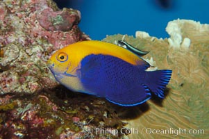 Flameback angelfish, Centropyge aurantonotus