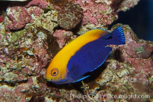 Flameback angelfish, Centropyge aurantonotus