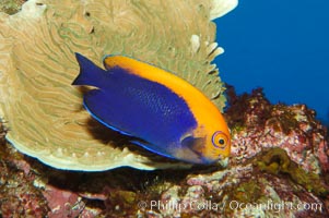 Flameback angelfish, Centropyge aurantonotus