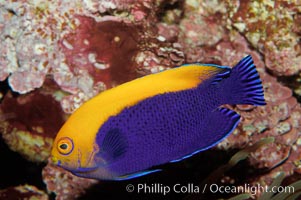 Flameback angelfish, Centropyge aurantonotus