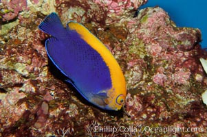 Flameback angelfish, Centropyge aurantonotus