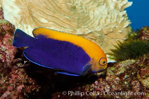 Flameback angelfish, Centropyge aurantonotus