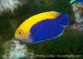 Flameback angelfish, Centropyge aurantonotus