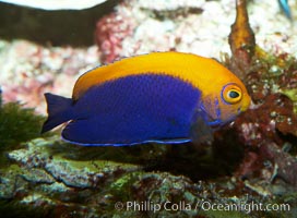 Flameback angelfish, Centropyge aurantonotus