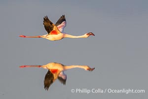 Flamingo in flight mirrored over Lake Amboseli, Amboseli National Park, Kenya, Phoenicopterus roseus