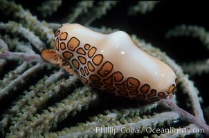 Flamingo tongue snail, Cyphoma gibbosum, Roatan