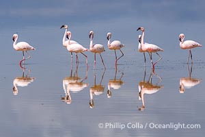 Flamingos, Amboseli National Park, Kenya, Phoenicopterus roseus