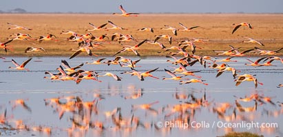 Flamingos, Amboseli National Park, Kenya, Phoenicopterus roseus