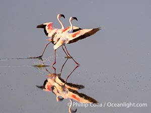 Flamingos, Amboseli National Park, Kenya, Phoenicopterus roseus