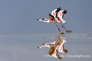 Flamingos, Amboseli National Park, Kenya, Phoenicopterus roseus