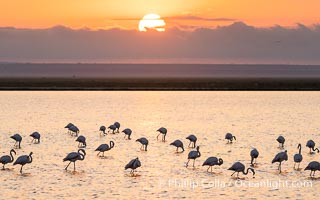 Flamingos at Dawn, Lake Kioko, Amboseli National Park, Phoenicopterus roseus
