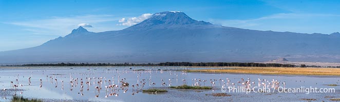 Flamingos, Kilimanjaro and Lake Kioko, Amboseli National Park, Phoenicopterus roseus