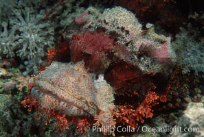 Flathead scorpionfish, Scorpaenopsis oxycephala, Egyptian Red Sea