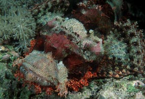 Flathead scorpionfish. Egyptian Red Sea, Scorpaenopsis oxycephala, natural history stock photograph, photo id 05235