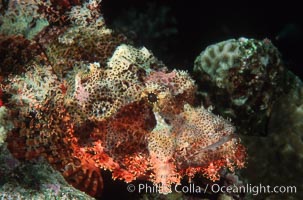 Flathead scorpionfish, Scorpaenopsis oxycephala, Egyptian Red Sea