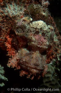 Flathead scorpionfish, Scorpaenopsis oxycephala, Egyptian Red Sea