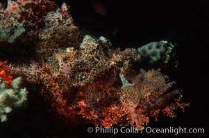 Flathead scorpionfish, Scorpaenopsis oxycephala, Egyptian Red Sea