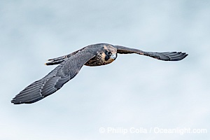 Fledgeling Peregrine Falcon in flight, juvenile, over the Pacific Ocean, Torrey Pines State Natural Reserve, Falco peregrinus, Torrey Pines State Reserve, San Diego, Califoria