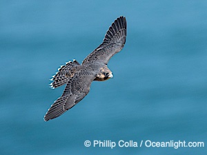 Fledgeling Peregrine Falcon in flight, juvenile, over the Pacific Ocean, Torrey Pines State Natural Reserve, Falco peregrinus, Torrey Pines State Reserve, San Diego, Califoria
