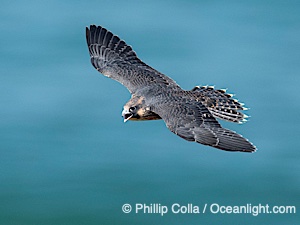 Fledgeling Peregrine Falcon in flight, juvenile, over the Pacific Ocean, Torrey Pines State Natural Reserve, Falco peregrinus, Torrey Pines State Reserve, San Diego, Califoria