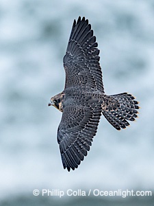 Fledgeling Peregrine Falcon in flight, juvenile, Torrey Pines State Natural Reserve, Falco peregrinus, Torrey Pines State Reserve, San Diego, Califoria