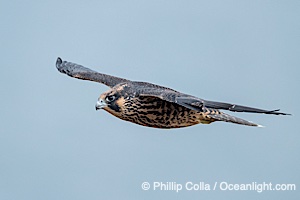 Fledgeling Peregrine Falcon in flight, juvenile, Torrey Pines State Natural Reserve, Falco peregrinus, Torrey Pines State Reserve, San Diego, Califoria