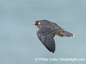 Fledgeling Peregrine Falcon in flight, juvenile, Torrey Pines State Natural Reserve, Falco peregrinus, Torrey Pines State Reserve, San Diego, Califoria
