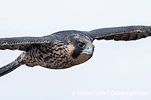 Fledgeling Peregrine Falcon portrait in flight, juvenile, Torrey Pines State Natural Reserve, Falco peregrinus, Torrey Pines State Reserve, San Diego, Califoria