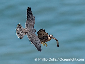 Fledgeling Peregrine Falcons in flight, juveniles, Torrey Pines State Natural Reserve, Falco peregrinus, Torrey Pines State Reserve, San Diego, Califoria