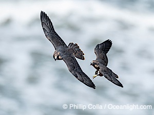 Fledgeling Peregrine Falcons in flight, juveniles, Torrey Pines State Natural Reserve, Falco peregrinus, Torrey Pines State Reserve, San Diego, Califoria