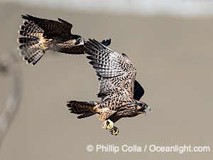 Fledgeling Peregrine Falcons in flight, juveniles, Torrey Pines State Natural Reserve, Falco peregrinus, Torrey Pines State Reserve, San Diego, Califoria