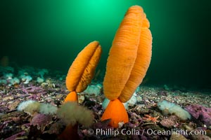 Fleshy Sea Pen, Ptilosarcus gurneyi, Vancouver Island