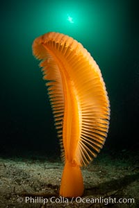 Fleshy Sea Pen, Ptilosarcus gurneyi, Vancouver Island. British Columbia, Canada, Ptilosarcus gurneyi, natural history stock photograph, photo id 35276