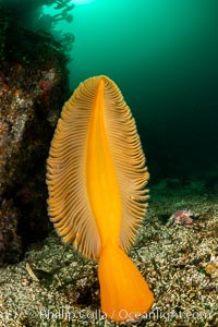 Fleshy Sea Pen, Ptilosarcus gurneyi, Vancouver Island, Ptilosarcus gurneyi