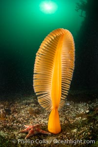 Fleshy Sea Pen, Ptilosarcus gurneyi, Vancouver Island, Ptilosarcus gurneyi