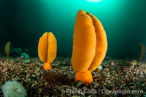 Fleshy Sea Pen, Ptilosarcus gurneyi, Vancouver Island, Ptilosarcus gurneyi