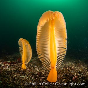 Fleshy Sea Pen, Ptilosarcus gurneyi, Vancouver Island, Ptilosarcus gurneyi