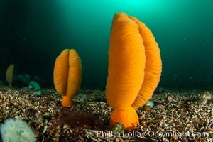 Fleshy Sea Pen, Ptilosarcus gurneyi, Vancouver Island, Ptilosarcus gurneyi