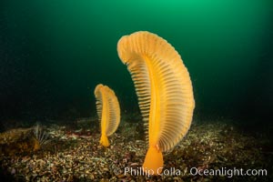 Fleshy Sea Pen, Ptilosarcus gurneyi, Vancouver Island, Ptilosarcus gurneyi