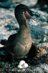 Flightless cormorant, Punta Espinosa, Nannopterum harrisi, Phalacrocorax harrisi, Fernandina Island