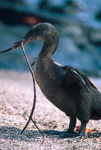 Flightless cormorant, Punta Espinosa, Nannopterum harrisi, Phalacrocorax harrisi, Fernandina Island