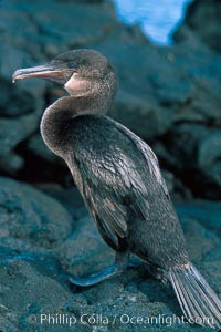 Flightless cormorant, Punta Espinosa, Nannopterum harrisi, Phalacrocorax harrisi, Fernandina Island