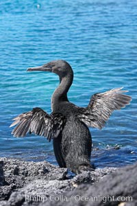 Flightless cormorant dries its stubby wings after emerging from the ocean.  In the absence of predators and thus not needing to fly, the flightless cormorants wings have degenerated to the point that it has lost the ability to fly, however it can swim superbly and is a capable underwater hunter.  Punta Albemarle, Nannopterum harrisi, Phalacrocorax harrisi, Isabella Island