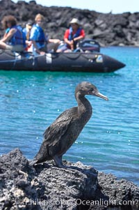 Flightless cormorant perched on volcanic coastline.  In the absence of predators and thus not needing to fly, the flightless cormorants wings have degenerated to the point that it has lost the ability to fly, however it can swim superbly and is a capable underwater hunter.  Punta Albemarle, Nannopterum harrisi, Phalacrocorax harrisi, Isabella Island