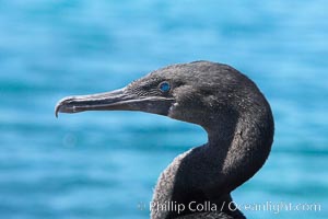 Flightless cormorant, head and neck profile.  In the absence of predators and thus not needing to fly, the flightless cormorants wings have degenerated to the point that it has lost the ability to fly, however it can swim superbly and is a capable underwater hunter.  Punta Albemarle, Nannopterum harrisi, Phalacrocorax harrisi, Isabella Island