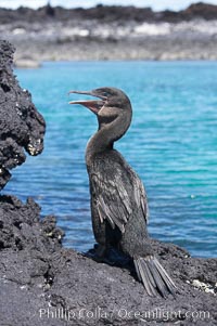 Flightless cormorant perched on volcanic coastline.  In the absence of predators and thus not needing to fly, the flightless cormorants wings have degenerated to the point that it has lost the ability to fly, however it can swim superbly and is a capable underwater hunter.  Punta Albemarle. Isabella Island, Galapagos Islands, Ecuador, Nannopterum harrisi, Phalacrocorax harrisi, natural history stock photograph, photo id 16551