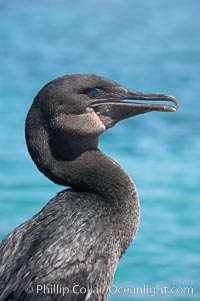 Flightless cormorant.  In the absence of predators and thus not needing to fly, the flightless cormorants wings have degenerated to the point that it has lost the ability to fly, however it can swim superbly and is a capable underwater hunter.  Punta Albemarle.