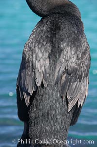 Flightless cormorant, head and neck profile.  In the absence of predators and thus not needing to fly, the flightless cormorants wings have degenerated to the point that it has lost the ability to fly, however it can swim superbly and is a capable underwater hunter.  Punta Albemarle, Nannopterum harrisi, Phalacrocorax harrisi, Isabella Island