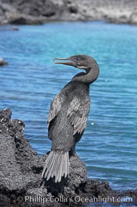 Flightless cormorant perched on volcanic coastline.  In the absence of predators and thus not needing to fly, the flightless cormorants wings have degenerated to the point that it has lost the ability to fly, however it can swim superbly and is a capable underwater hunter.  Punta Albemarle, Nannopterum harrisi, Phalacrocorax harrisi, Isabella Island