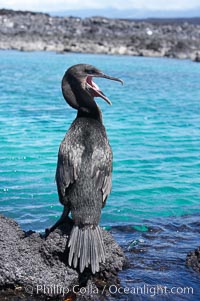 Flightless cormorant perched on volcanic coastline.  In the absence of predators and thus not needing to fly, the flightless cormorants wings have degenerated to the point that it has lost the ability to fly, however it can swim superbly and is a capable underwater hunter.  Punta Albemarle, Nannopterum harrisi, Phalacrocorax harrisi, Isabella Island